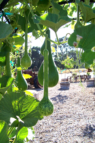 Gourds Growing On Arches