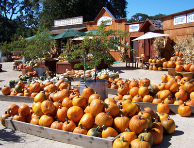 Pumpkins at Jack Creek Farms